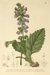 ドラゴンマウス（Horminum Pyrenaicum）